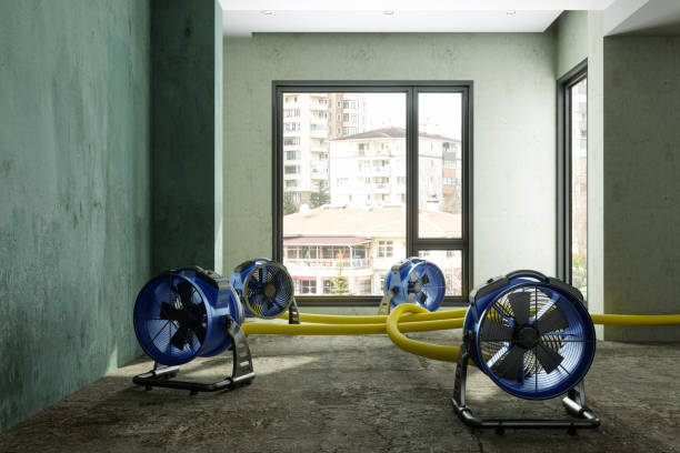 Best Basement water damage restoration  in Winslow, AZ